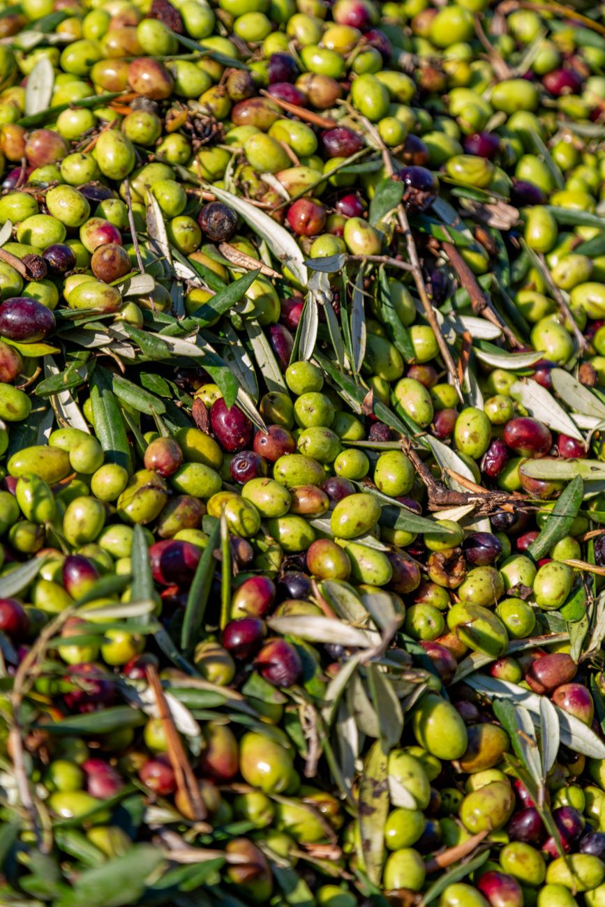 Mediterranean olive grove and slow dining